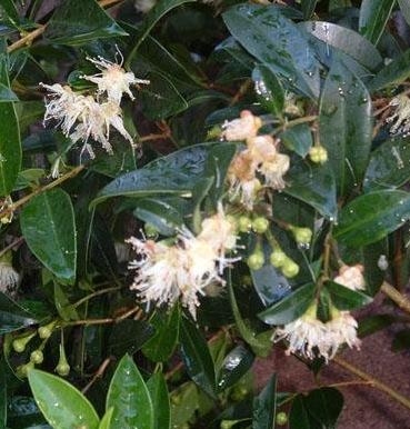 Eugenia Species, Brush Cherry, Magenta Cherry, Scrub Cherry,