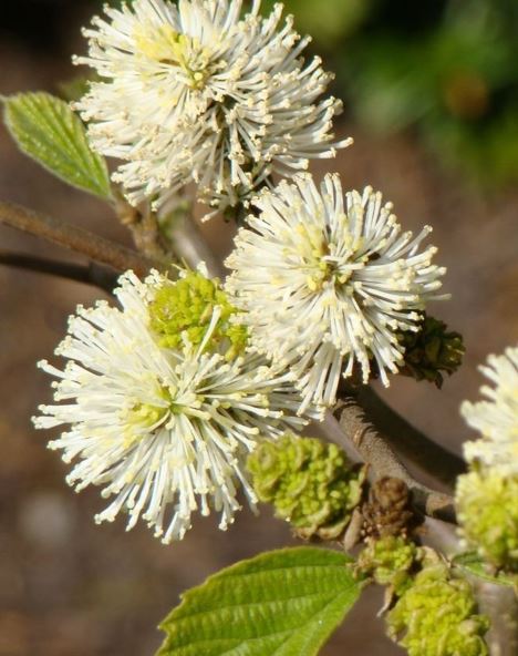 Fothergilla Species, Large Fothergilla, Mountain Witch-Alder, Witch Alder