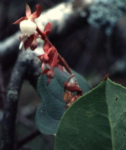 Gaultheria Species, Lemon-Leaf Salal, Oregon Wintergreen