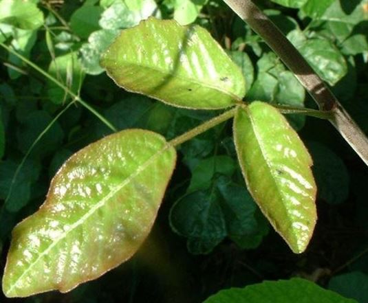 Toxicodendron Species, Pacific Poison Oak, Western Poison Oak