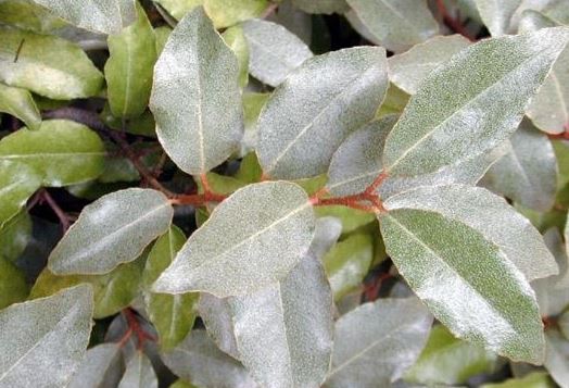 Silverthorn, Thorny Olive, Thorny Silverberry Fruitlandii