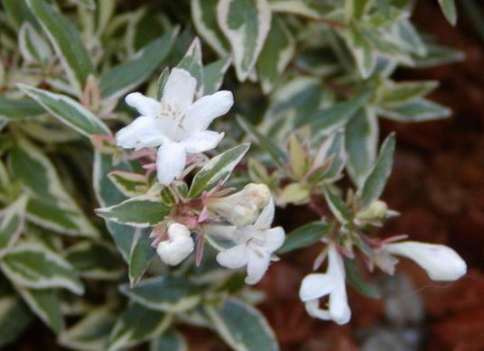 Glossy Abelia Confetti