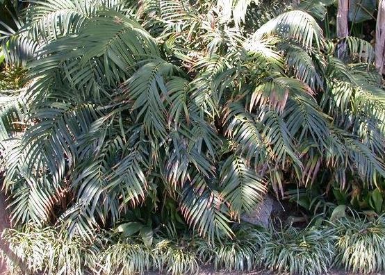 Ceratozamia Species, Bamboo Cycad