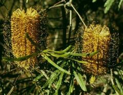 Banksia Species, Hairpin Banksia