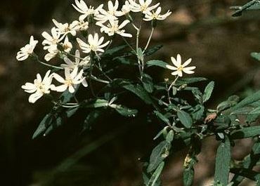 Olearia Species, Dusty Daisy Bush