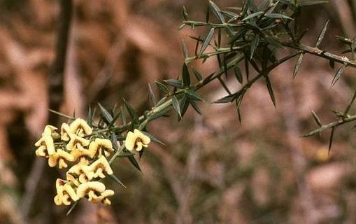 Daviesia Species, Gorse Bitter-Pea