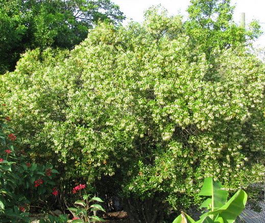Jacquinia Species, Cudjoe-Wood, Joewood