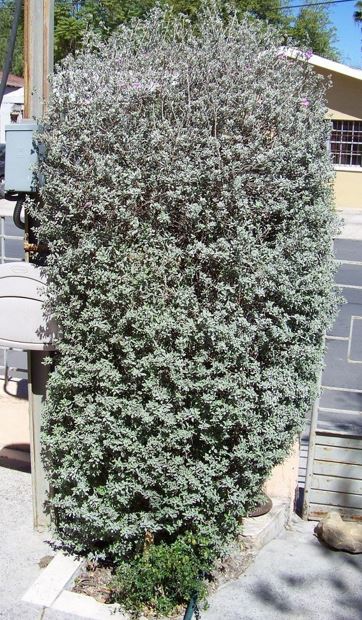 Violet Silverleaf, Texas Silverleaf, Silverleaf Ranger, Cenizo