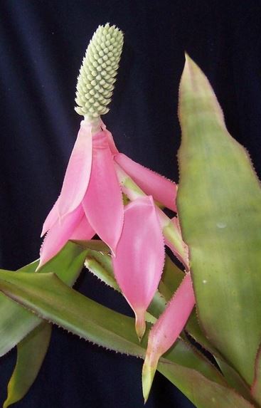 Aechmea Bromeliad Species, Urn Plant