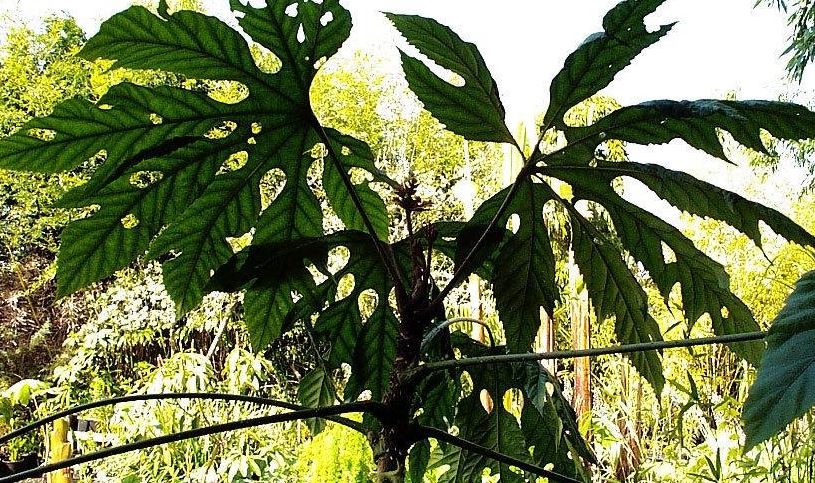 Trevesia Species, Snowflake Aralia, Snowflake Plant