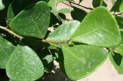 Ficus Species, Licumo, Mistletoe Fig, Natal Fig