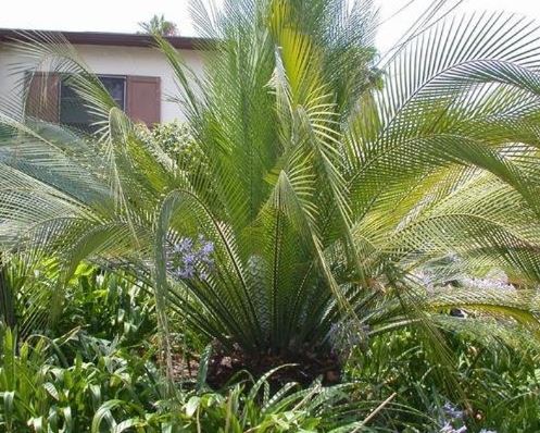 Cycad