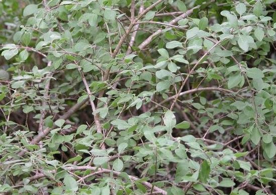 Downy Forestiera