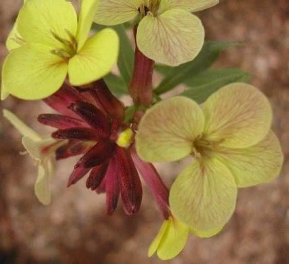 Erysimum, Perennial Wallflower John Codrington