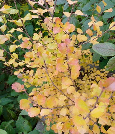 Bog Birch, Swamp Birch, Dwarf Birch