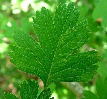 Parsley Hawthorn, Parsley Haw