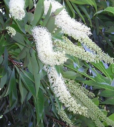 Buckinghamia Species, Ivory Curl Tree