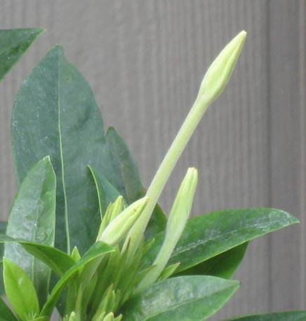 Posoqueria Species, Needle-Flower Tree, Tree Jasmine