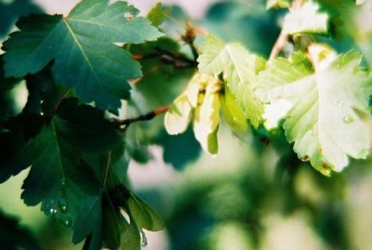 Douglas Maple, Rocky Mountain Maple, Wasatch Maple