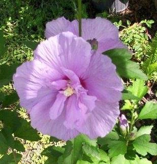 Hibiscus, Rose of Sharon, Shrub Althea Lavender Chiffon