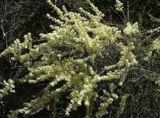 Adenostoma Species, Chamise, Greasewood