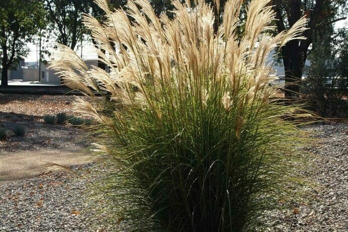 Evergreen Eulalia, Taiwanese Miscanthus Sentinel