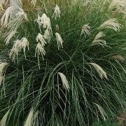 Evergreen Eulalia, Taiwanese Miscanthus Arnins Weeping