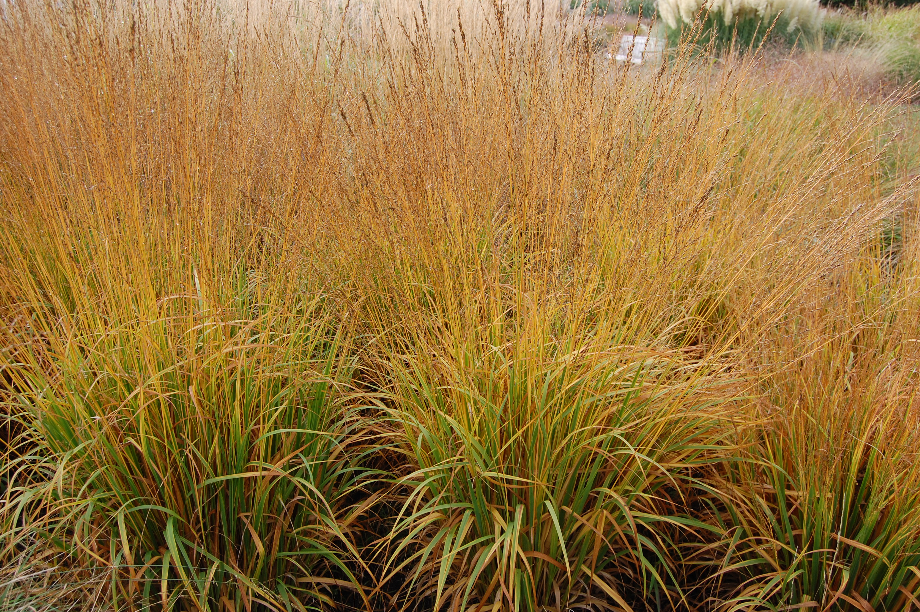 Purple Moor Grass Moorhexe
