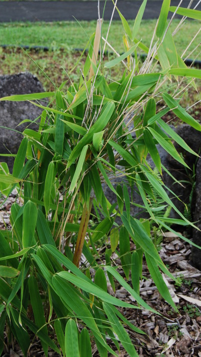 Schizostachyum Species, Tutu Bamboo