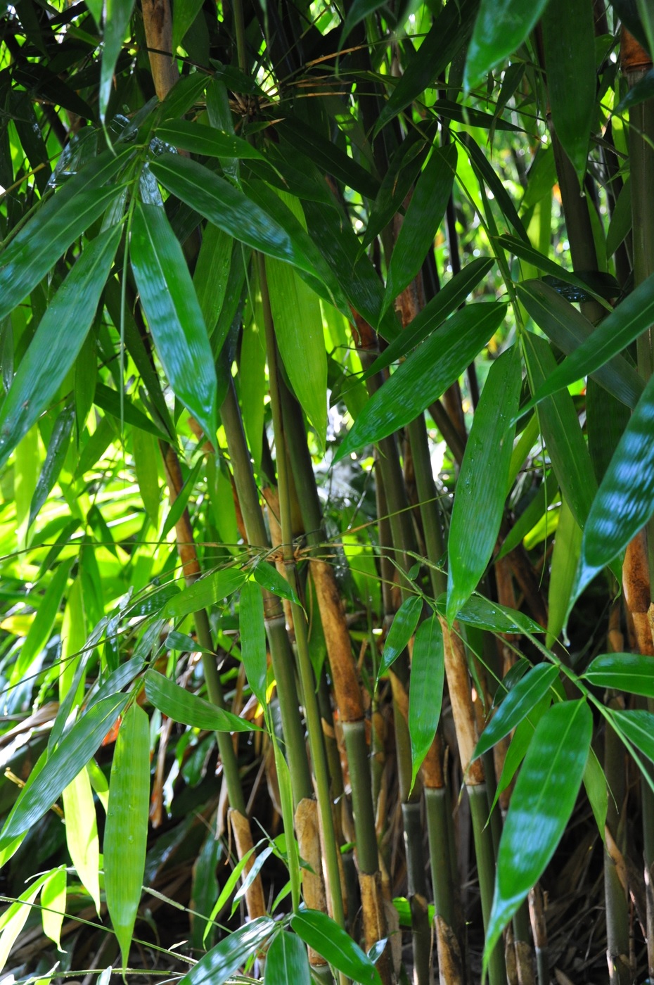Bamboo Schizostachyum jaculans