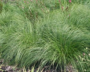 Prairie Dropseed Wisconsin Strain