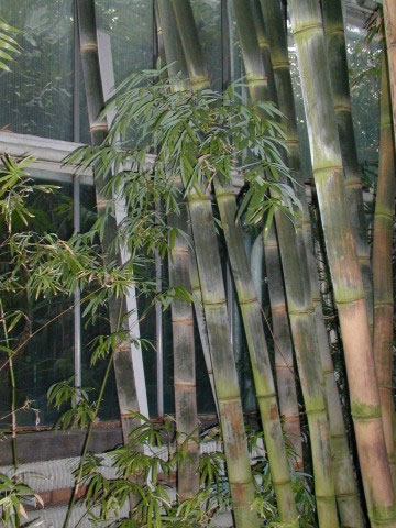 Dendrocalamus, Bamboo Maroochy