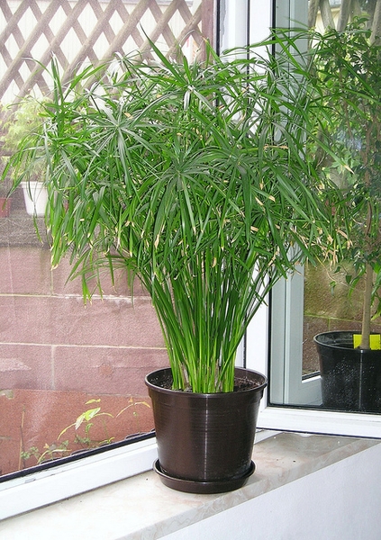 Variegated Papyrus Variegata