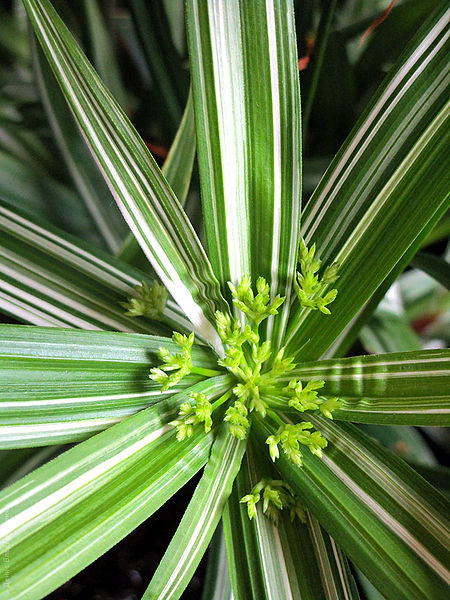 Diffused Flatsedge