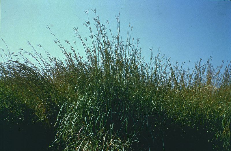 Big Bluestem, Turkeyfoot Indian Warrior