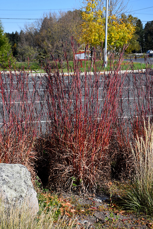 Big Bluestem, Turkeyfoot Red October