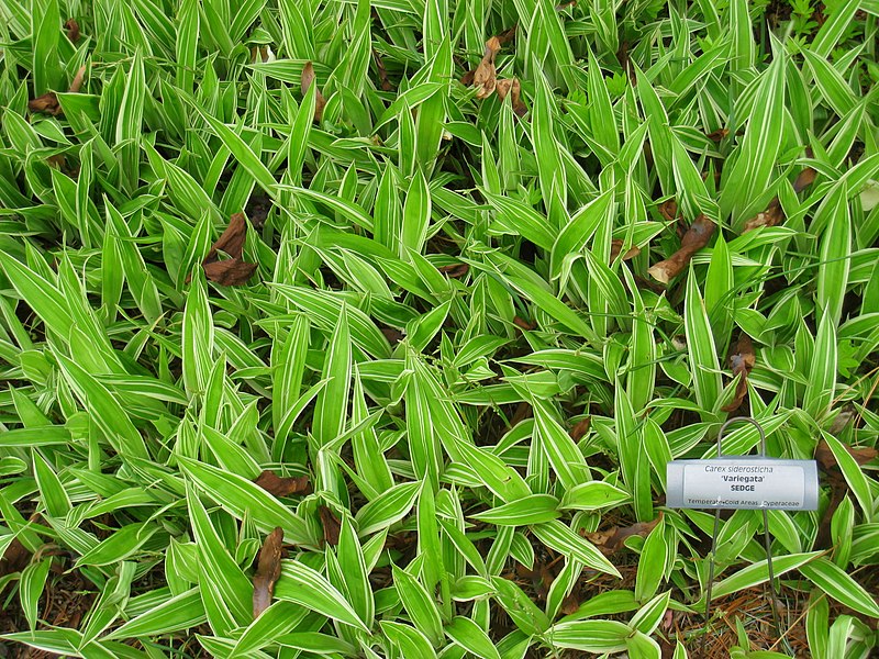 Creeping Broad-leafed Sedge Snow Cap
