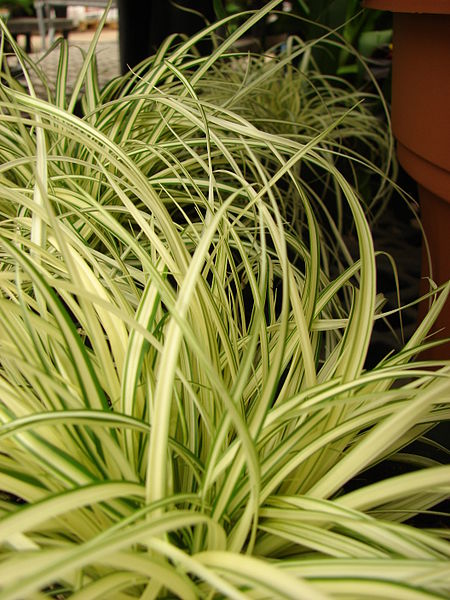 Japanese Sedge, Oshima Sedge Everoro