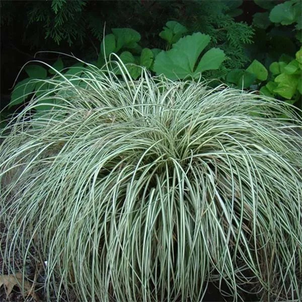 Japanese Sedge, Oshima Sedge Ice Cream