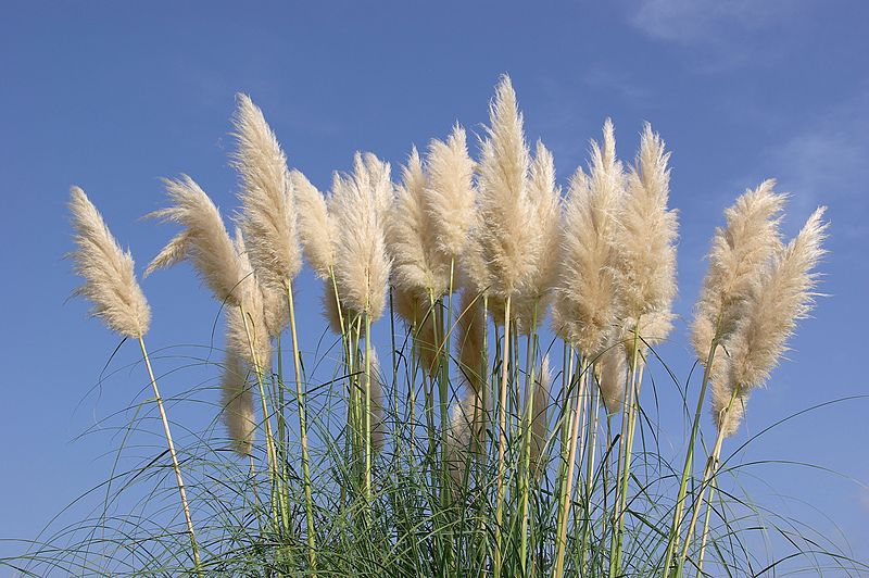 Pampas Grass Blue Bayou
