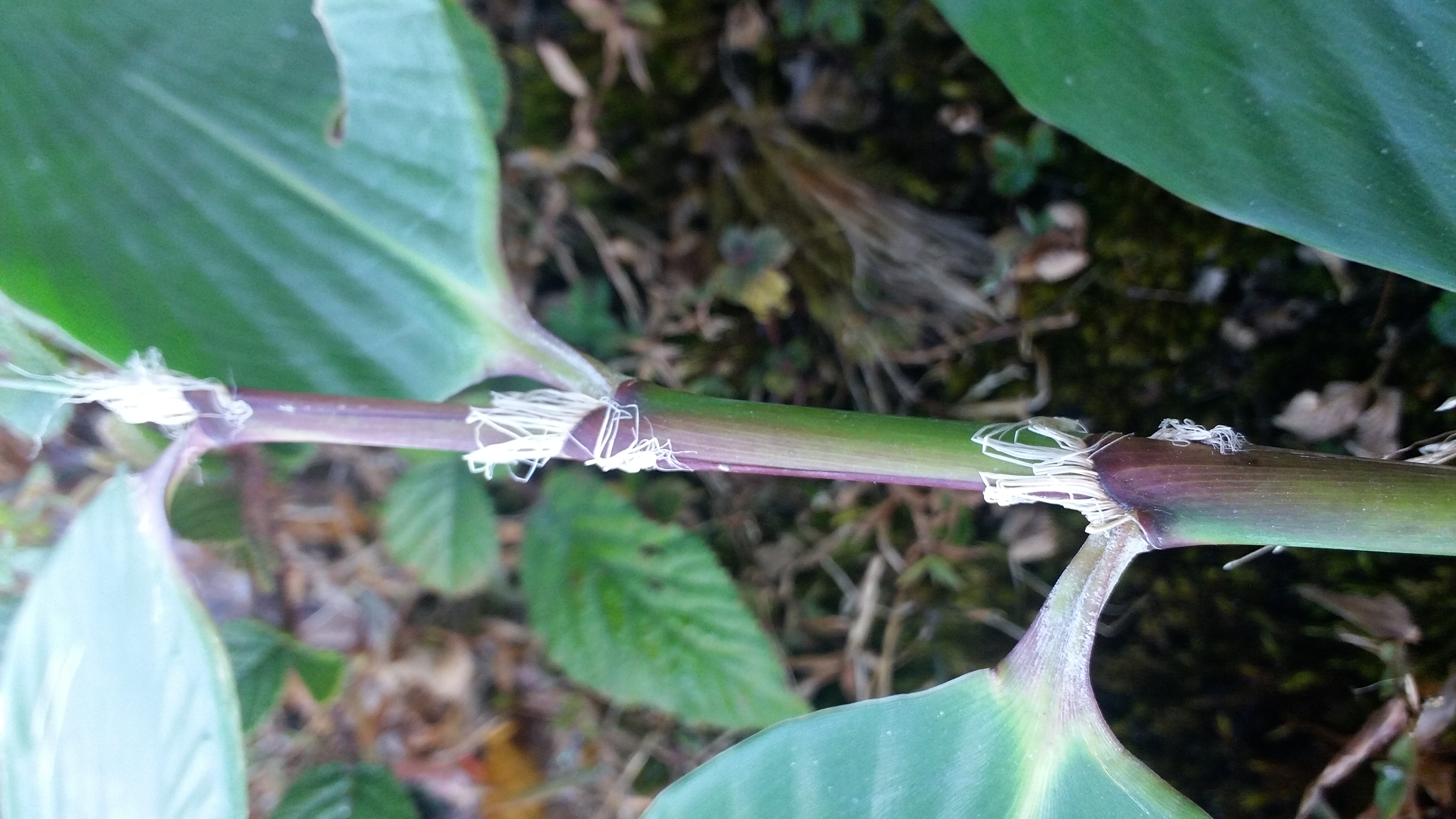 Cephalostachyum Species, Hollow Bamboo, Large-Leaved Bamboo