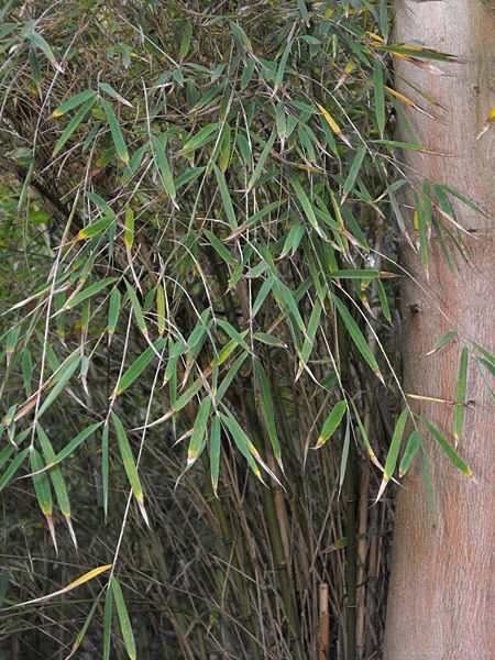 Cephalostachyum Species, Bamboo