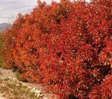 Photinia
