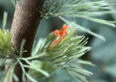 Adenanthos Species, Woollybush