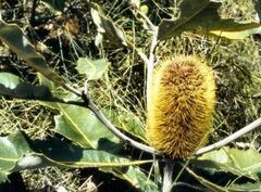 Banksia Species, Swamp Banksia