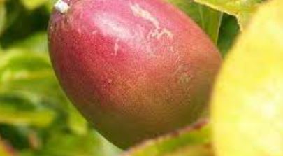 Pseudocydonia Species, Chinese Quince