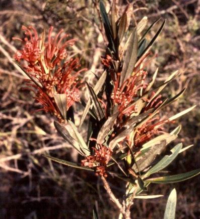 Grevillea Species, Flame Grevillea