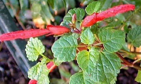 Salvia Species, Mountain Sage, Red-Sage Salvia