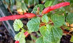 Salvia Species, Mountain Sage, Red-Sage Salvia