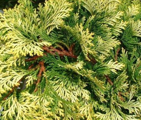 Hinoki False Cypress Nana Lutea